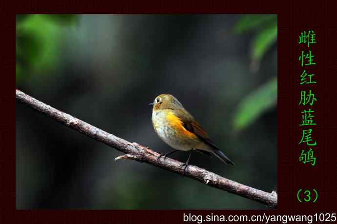 雌性红胁蓝尾鸲（3）