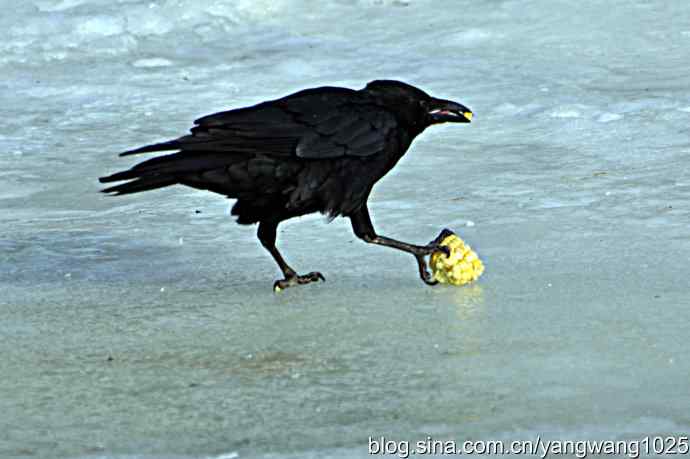 聪明的乌鸦 wbr2