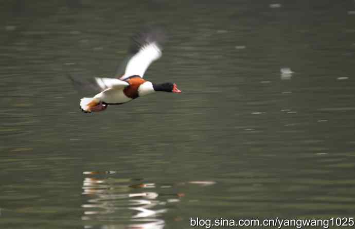 雨前、雾中拍水禽（十月十日杂片纪实）