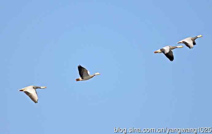 斑头雁（习作）