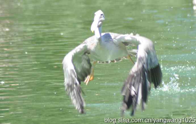 再拍大鹈鹕 wbr2