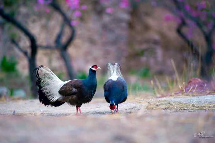 四月拍到九只鸡