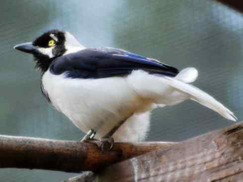 美丽无罪：雀鸟之蓝鸦