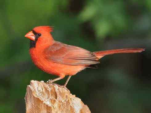 家禽驯化之源之二十一