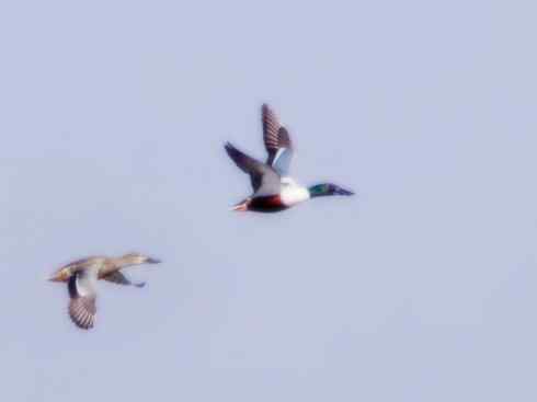 雁鸭之最之八（海番鸭、琵嘴鸭、绿翅鸭、鹊鸭）