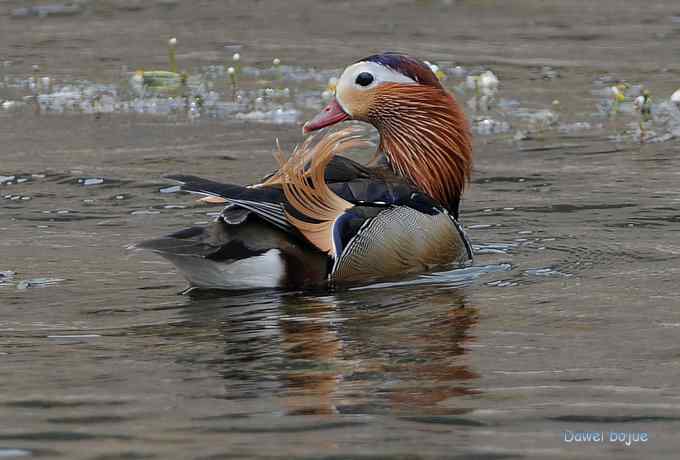 白河六月几只鸟　