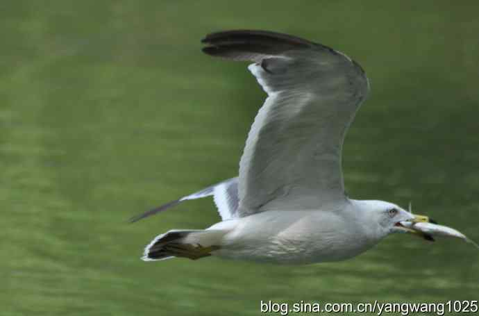 飞（海鸥与夜鹭） wbr2