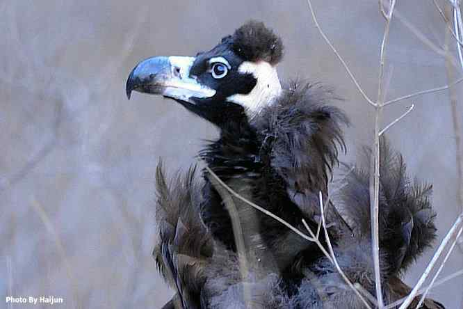 驱车永定河峡谷拍摄秃鹫