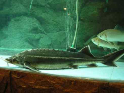 鱼类活化石：中华鲟