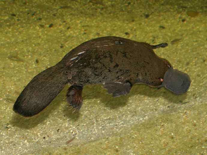 盘点十二大著名食蚁动物：短吻针鼹