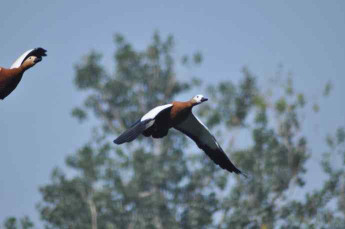 飞(赤麻鸭)1 飞(赤麻鸭)1