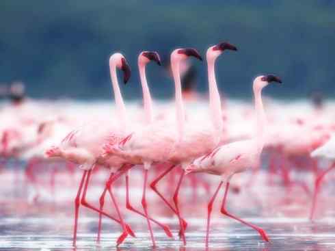 自然奇观：动物大迁徙(涉禽)