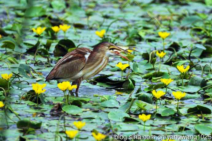 捕鱼的黄苇鳽（记实）3