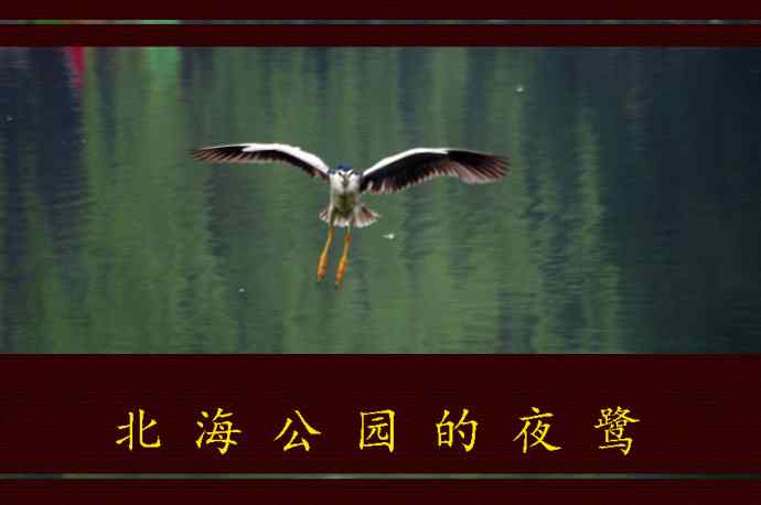 北海公园的夜鹭 wbr4
