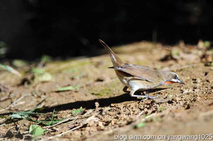 红喉歌鸲（16）