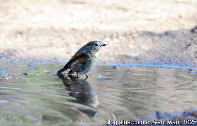 浴（雌性红胁蓝尾鸲）
