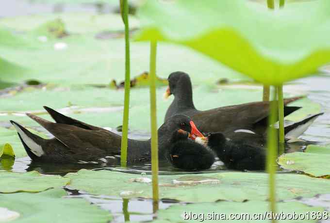 黑水鸡育雏 黑水鸡育雏