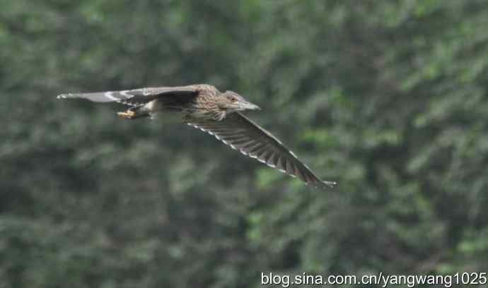 北京动物园的鸟类——飞鸟（杂片）