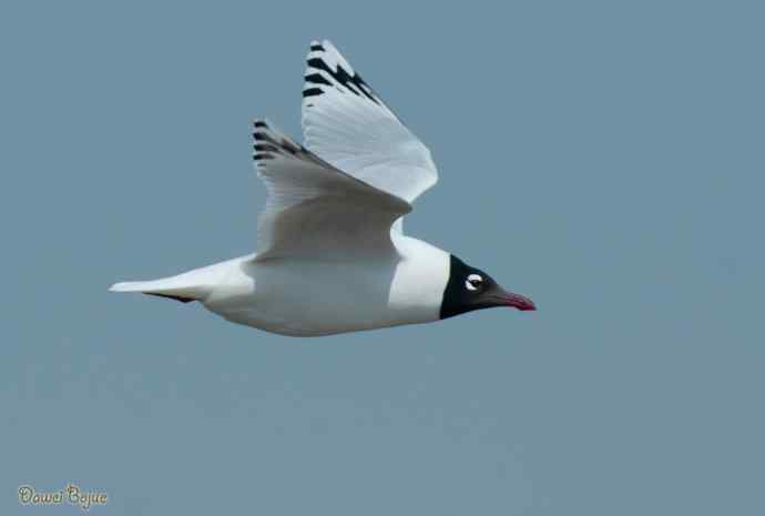 渤海湾的遗鸥迁徙潮