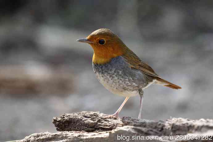 打鸟归来收获多多   (5）日本歌鸲