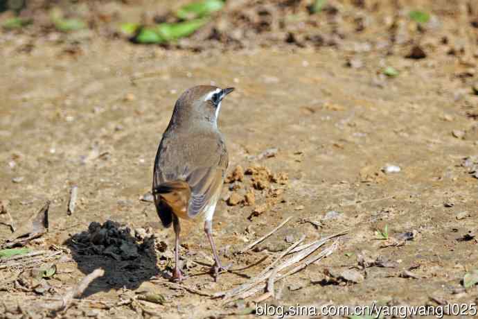 雄性红喉歌鸲（21）