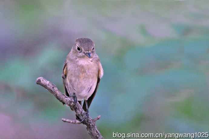 秋天的红喉姬鹟（1）