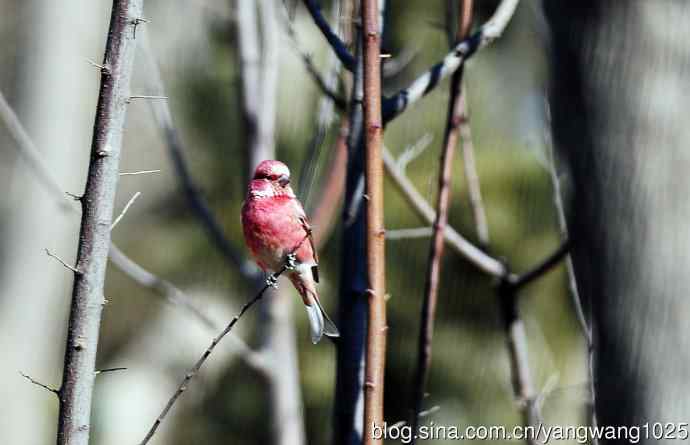 雄性北朱雀（1）