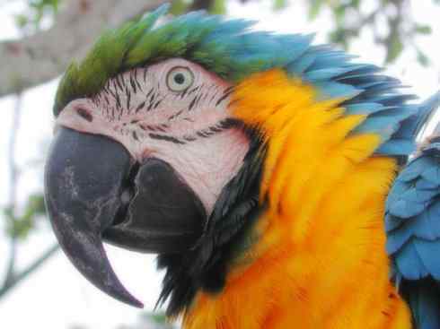 家禽驯化之源之七