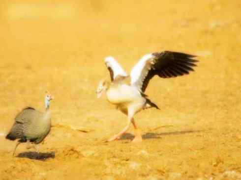 雁鸭之最之十（罗纹鸭、巨头鹊鸭、埃及雁）