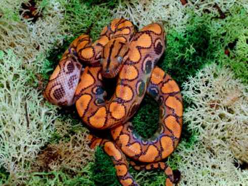 龙：传说的兽原型探秘（树蚺类）