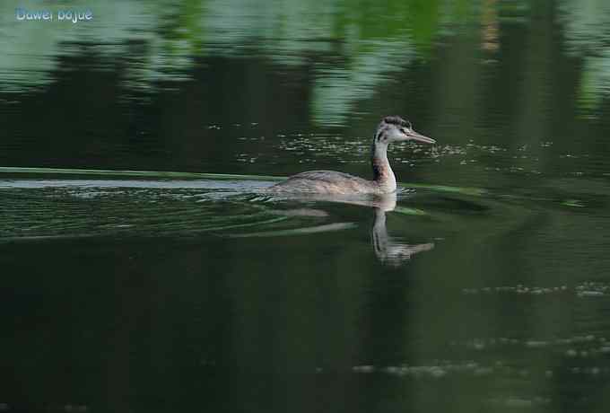 颐和园的凤头
