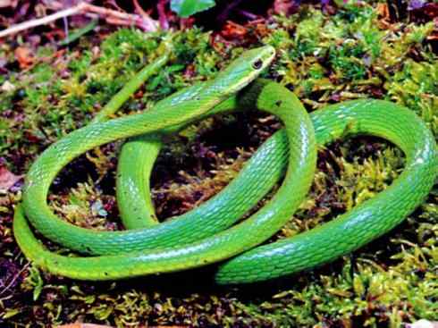 龙:传说的兽原型探秘(树蛇类) 龙:传说的兽原型探秘(树蛇类)