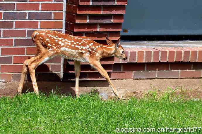 误入校园的小鹿