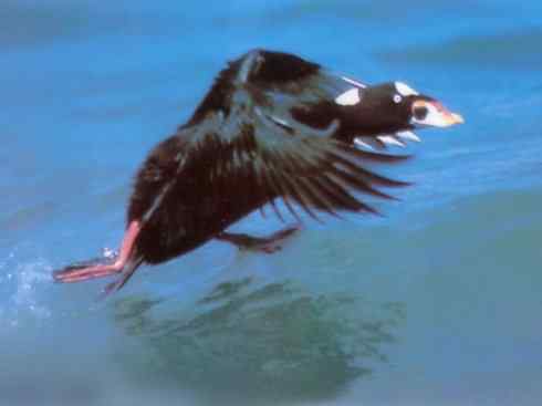 雁鸭之最之八（海番鸭、琵嘴鸭、绿翅鸭、鹊鸭）