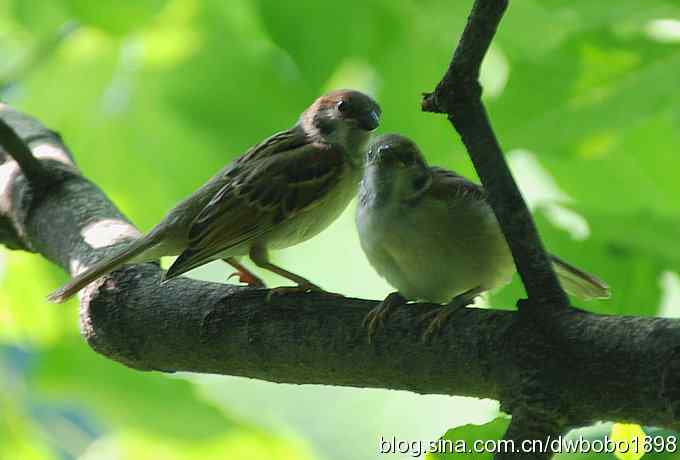 端午天坛生态掠影