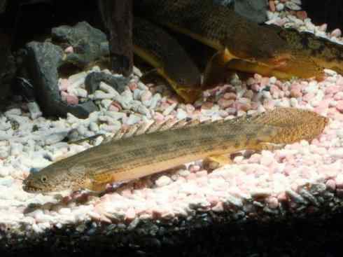 鱼类活化石:多鳍鱼 鱼类活化石:多鳍鱼