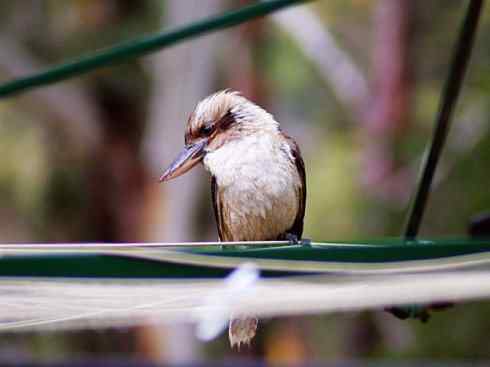 天生猎手：非猛禽类猎手之二（雀鸟也是屠夫——伯劳）