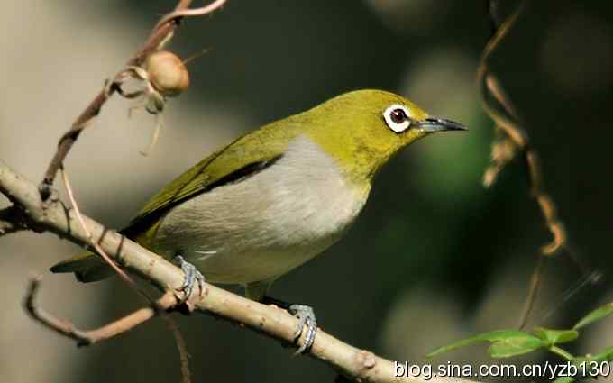 第一次遇到绣眼鸟(组图) 第一次遇到绣眼鸟(组图)