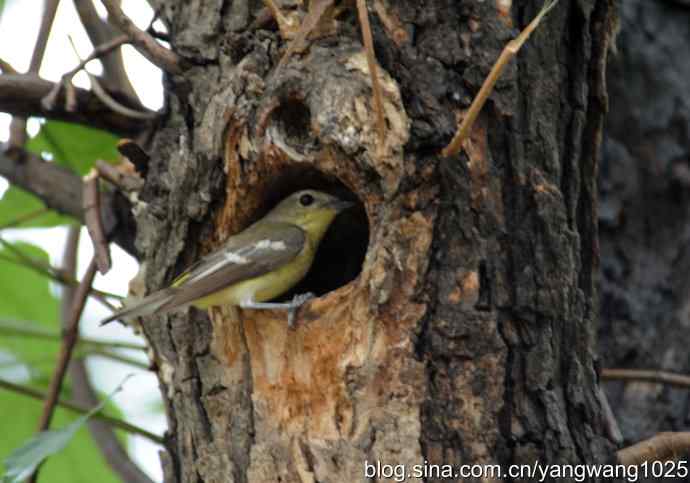 北京植物园的鸟类——到处奔波为儿忙（记白眉姬鹟育雏）