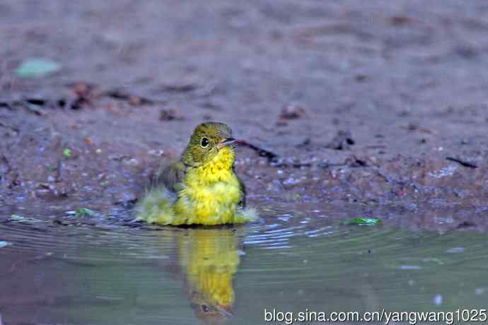 洗浴的绿背姬鶲