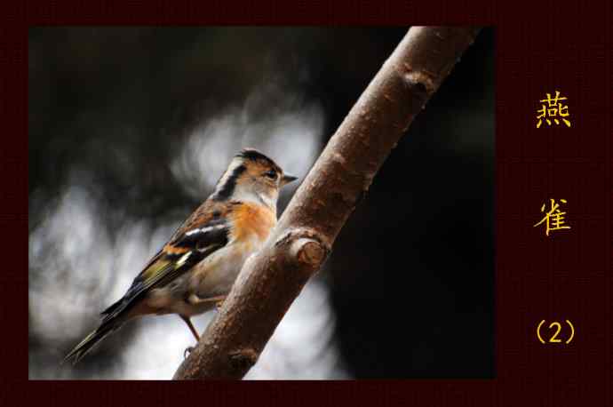 燕雀（抓拍）2
