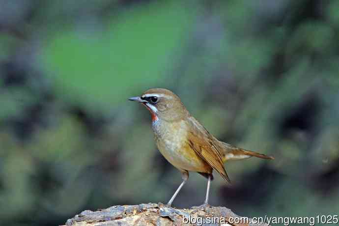 雄性红喉歌鸲（23）