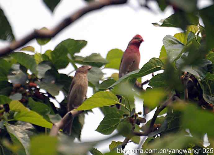 北京天坛公园的鸟类——朱雀（记录版）
