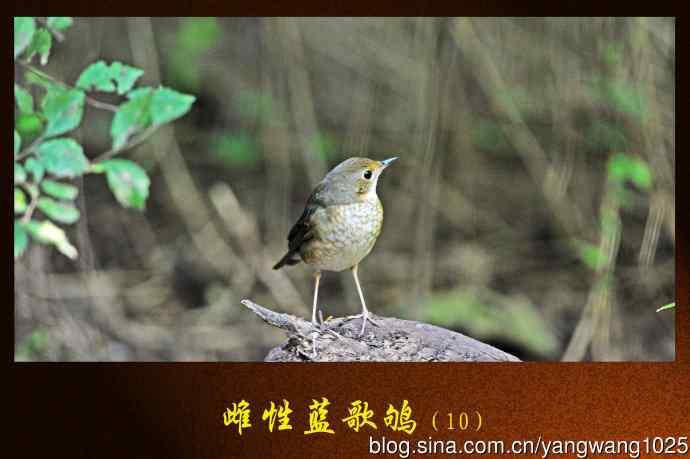 雌性蓝歌鸲(10)