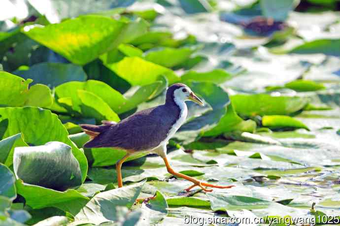 白胸苦恶鸟（5）