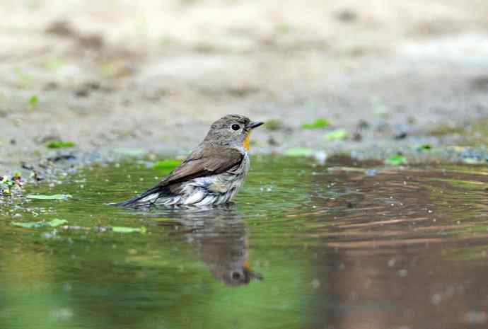 浴（红喉姬鹟）