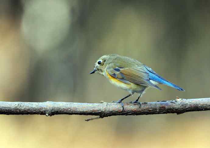 雌性红胁蓝尾鸲(15) 雌性红胁蓝尾鸲(15)