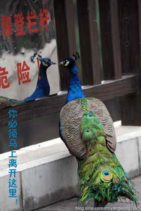 北京动物园的鸟类——照镜子