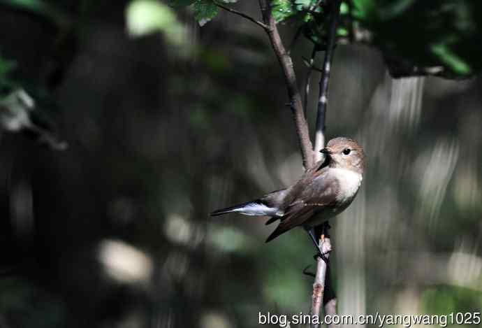 红喉姬鹟（16）