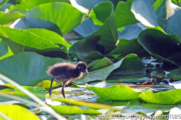 白胸苦恶鸟宝宝出窝了(2) 白胸苦恶鸟宝宝出窝了(2)